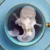 Mermaid Shaped Handmade Custom Tea Bag